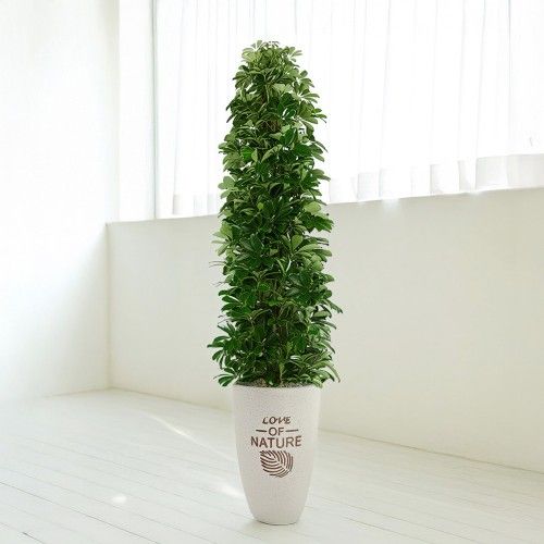 대전 홍콩야자 - 대전꽃배달